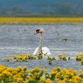 061_Biebrza - kwiecien 2011